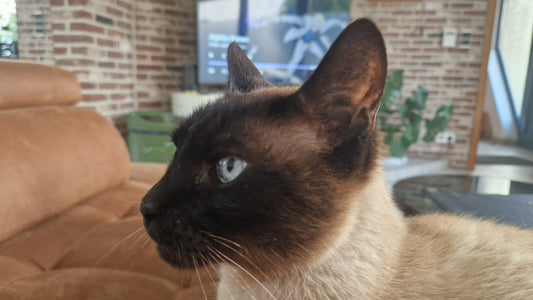 Welcome to Neferpaws: Inspired by Nefèr, my Siamese cat