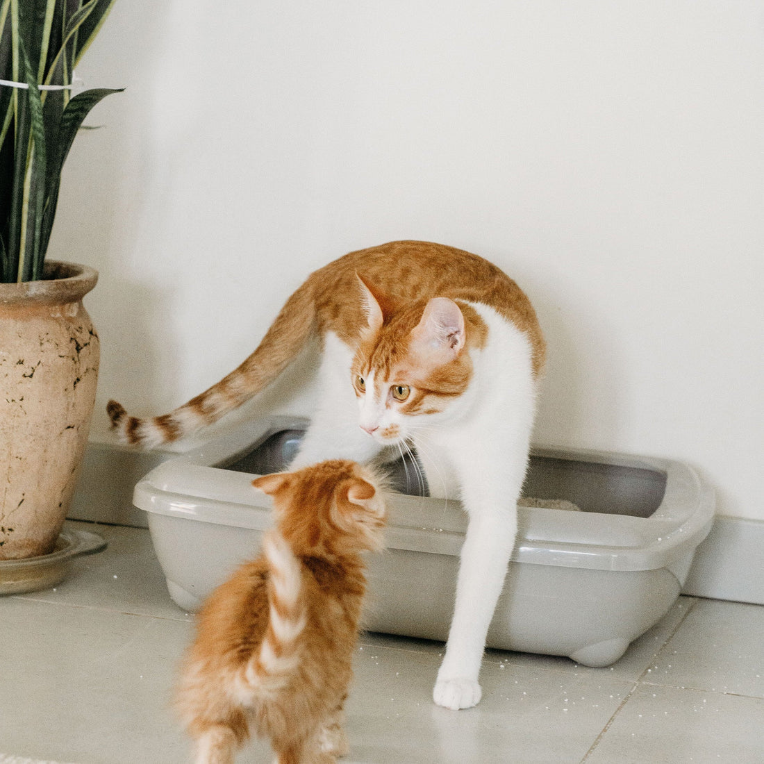 Hoe vaak moet je een kattenbak schoonmaken? De complete gids voor een frisse kattenbak