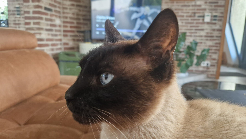 Het verhaal achter Neferpaws | Luxe kattenaccessoires geïnspireerd door Nefèr
