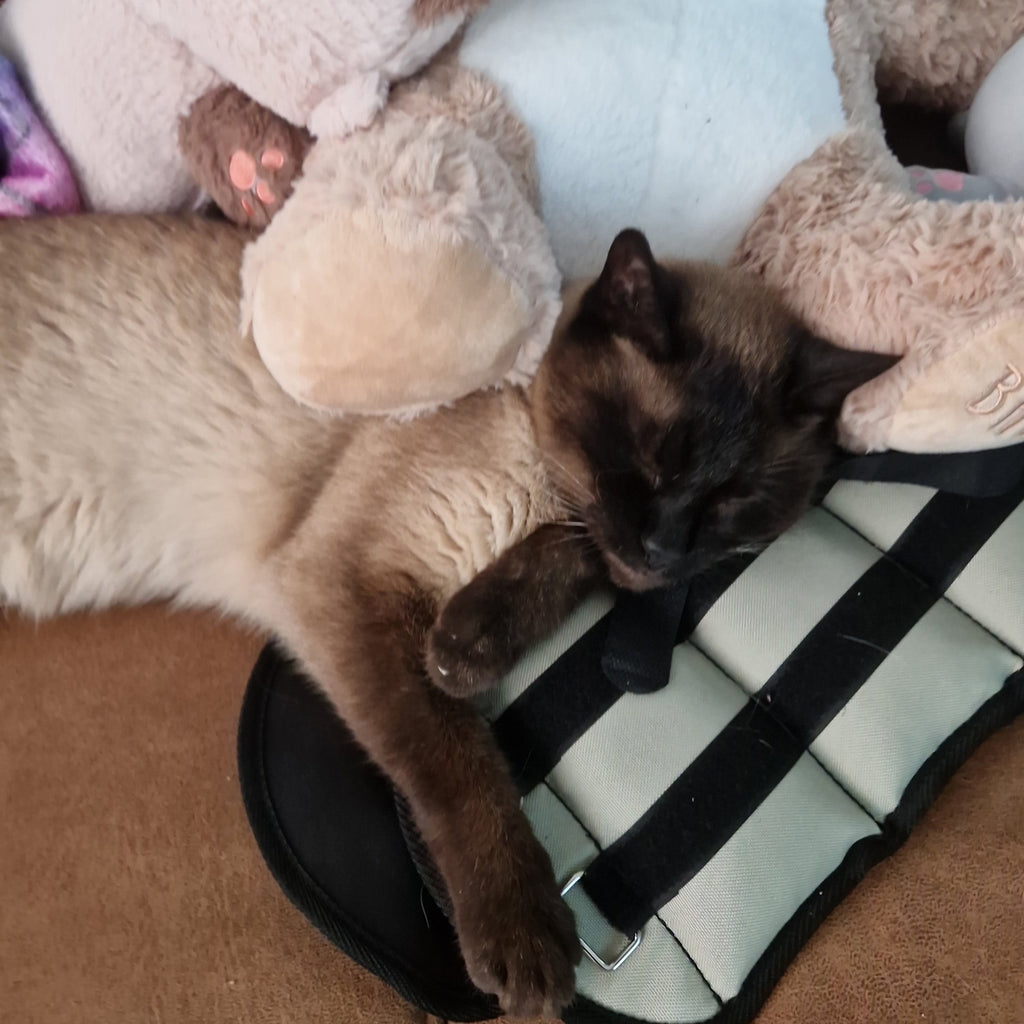 6 gemakkelijke manieren om je kat koel te houden tijdens warm weer