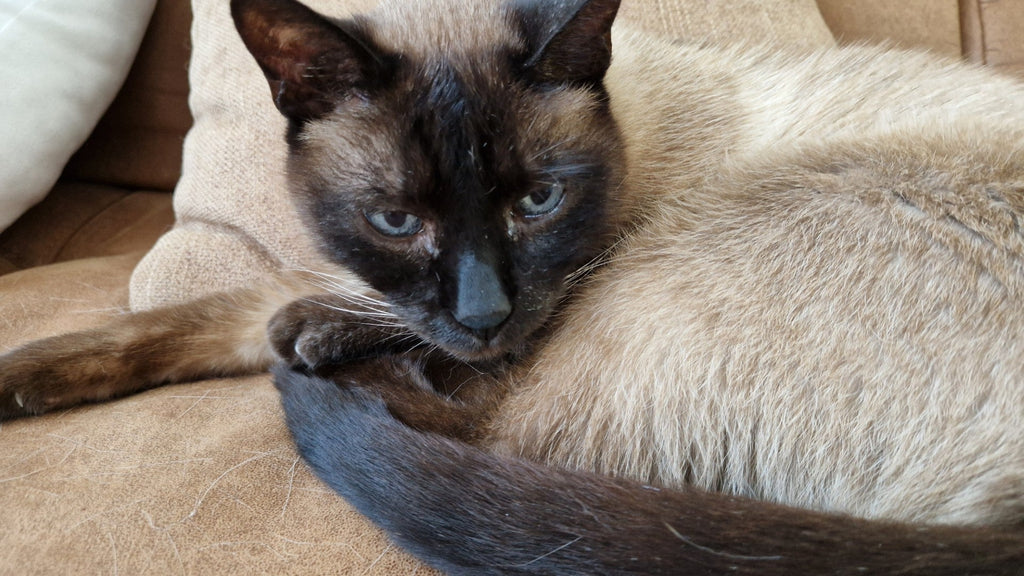 Waarom plast mijn kat naast de kattenbak? 10 mogelijke oorzaken en oplossingen