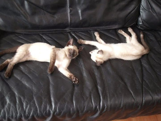 From Siamese Surprise to Brother & Sister Adventures: The Story of Sechette and Nefér