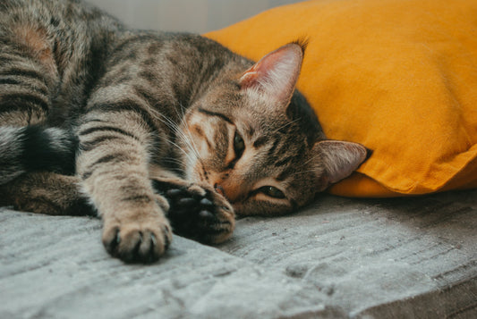 Hoe weet ik of mijn kat ziek is? 15 signalen die je niet mag negeren