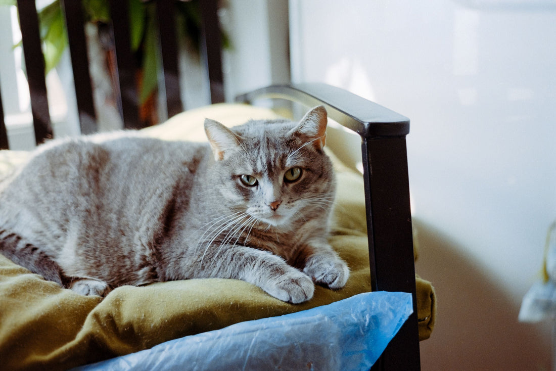 Nieuwe kat in huis? Zo laat je jouw kat rustig en veilig wennen