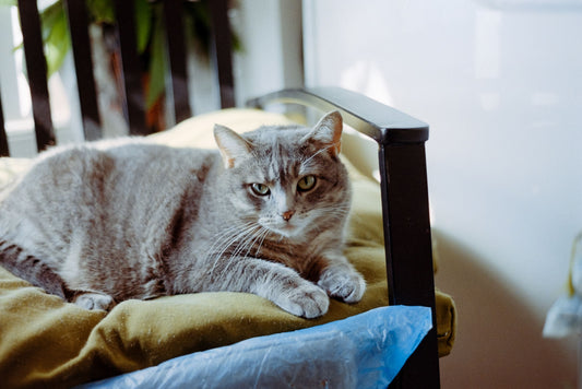 Nieuwe kat in huis? Zo laat je jouw kat rustig en veilig wennen