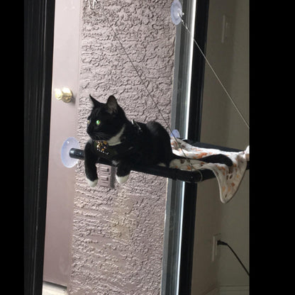 Black and white cat sitting on a door handle with suction cups