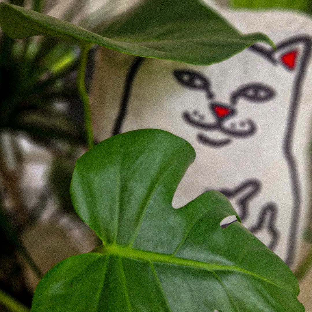 Cat Pillow Cusion Holding Middle Fingers Up