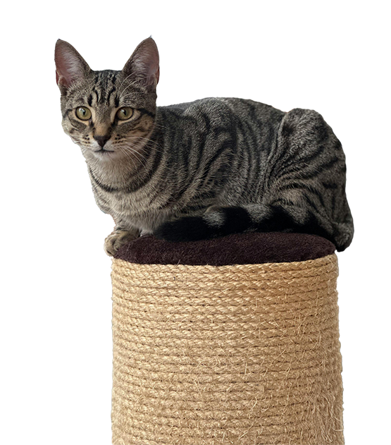 Neferpaws - Every cat deserves to reign