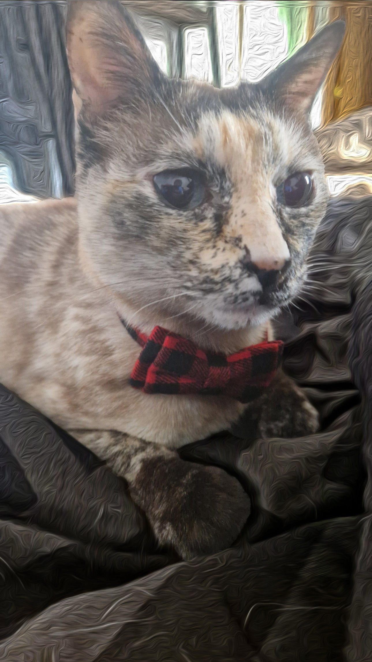 Sechette the cat with a bowtie