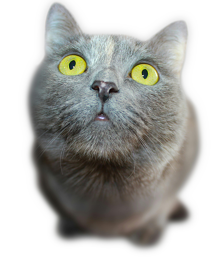 Neferpaws - Every cat deserves to reign