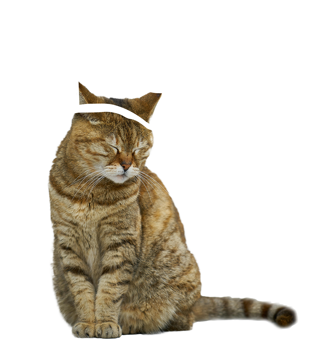 Neferpaws - Every cat deserves to reign