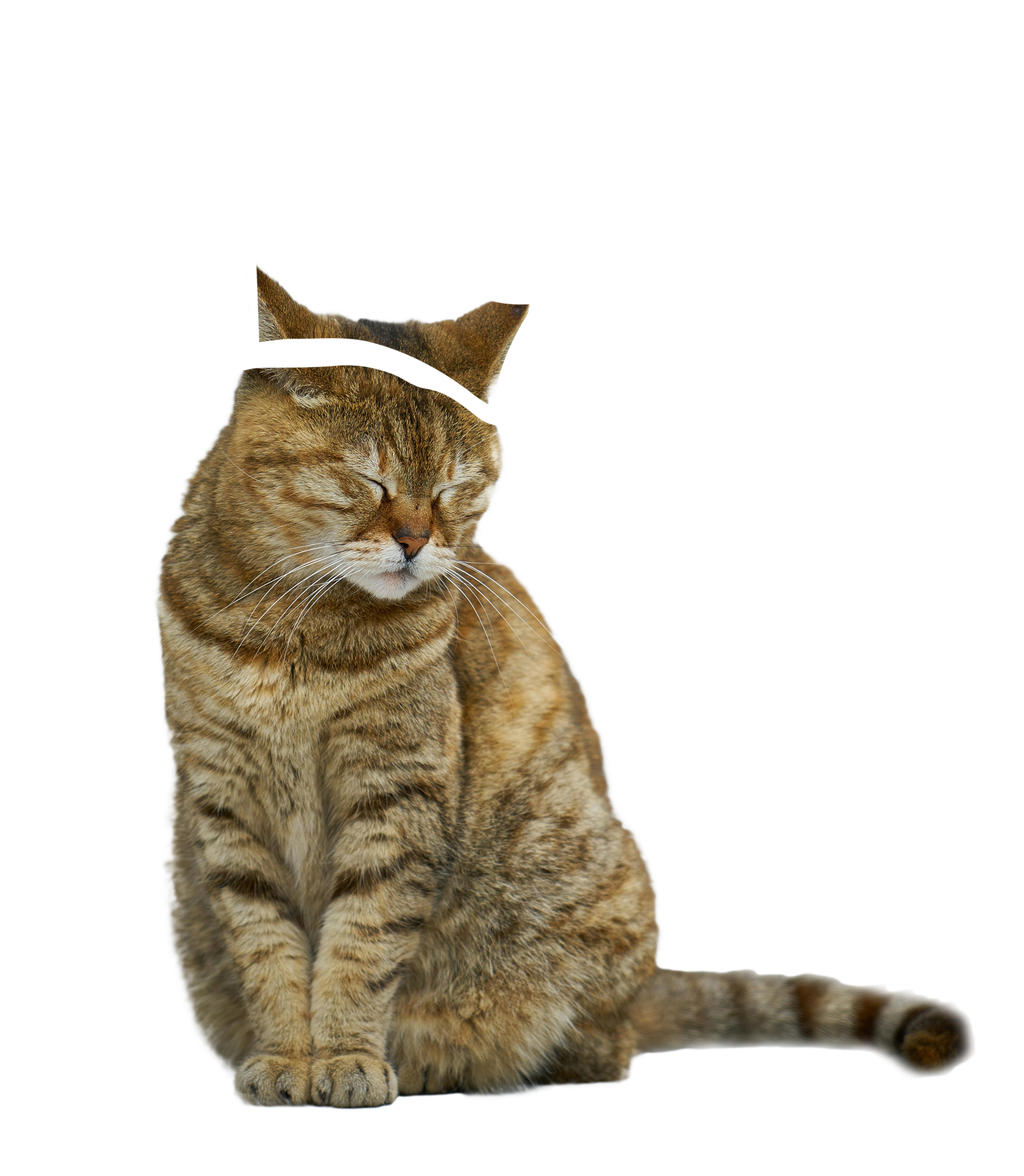 Neferpaws - Every cat deserves to reign
