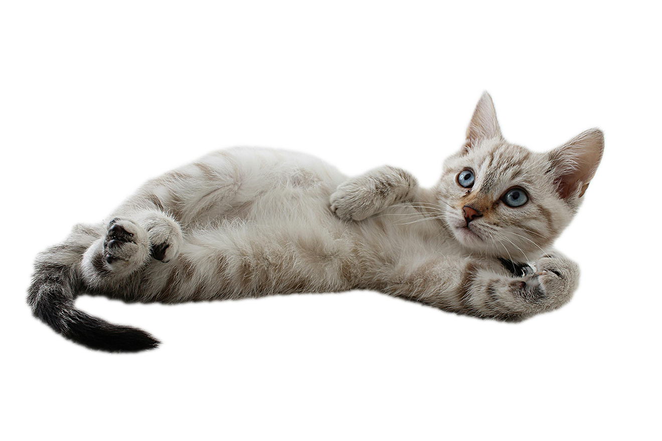 Neferpaws - Every cat deserves to reign